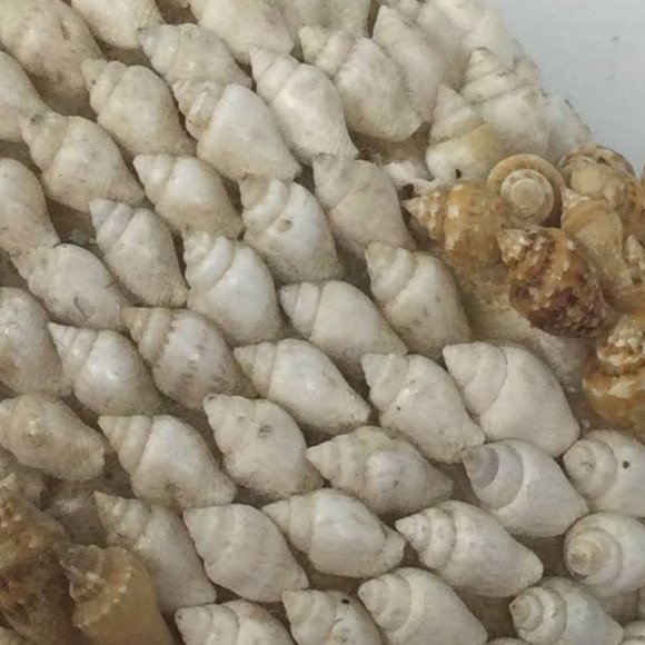 Sea Shell Art Decor Small Pig Vintage - Picture 11 of 12